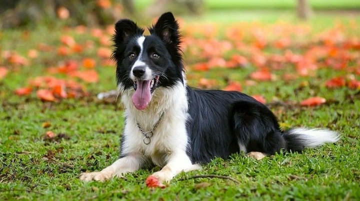 If It's Not A Broder Collie It's Just A Dog