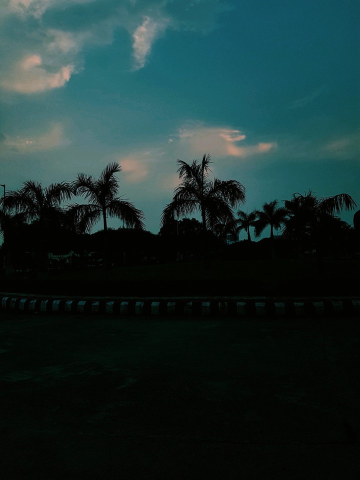 Beautiful Trees