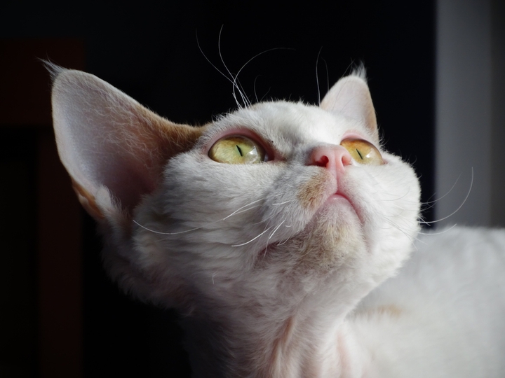 Bastet