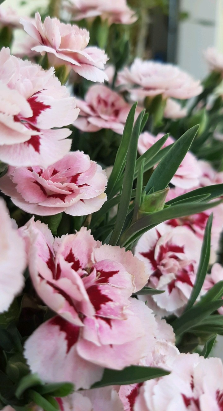 Pink Flowers