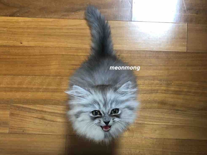 Cat meonji