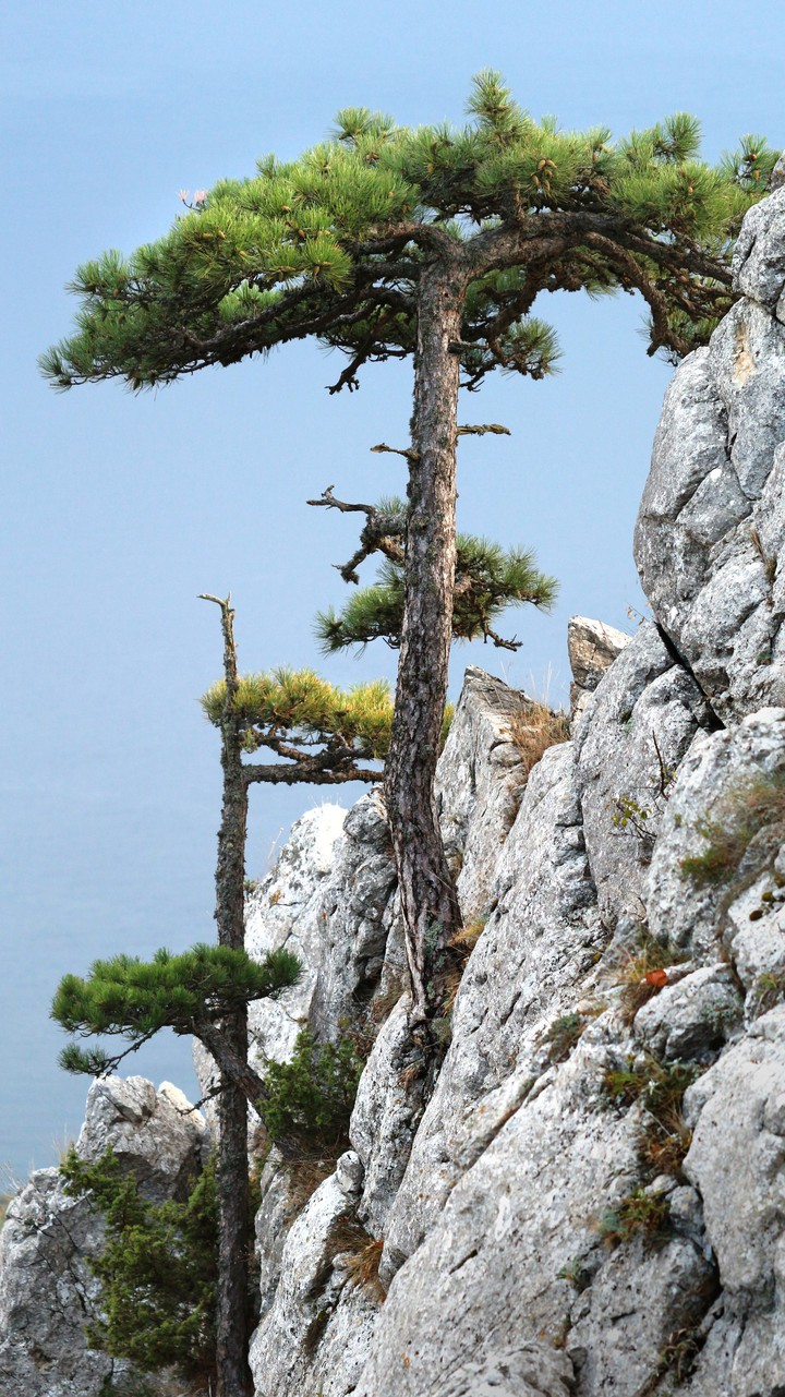 Pine on the rock