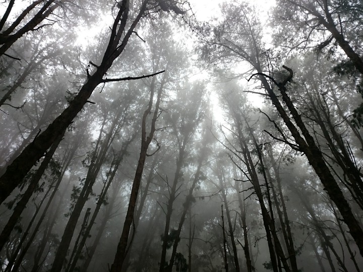Eerie woods