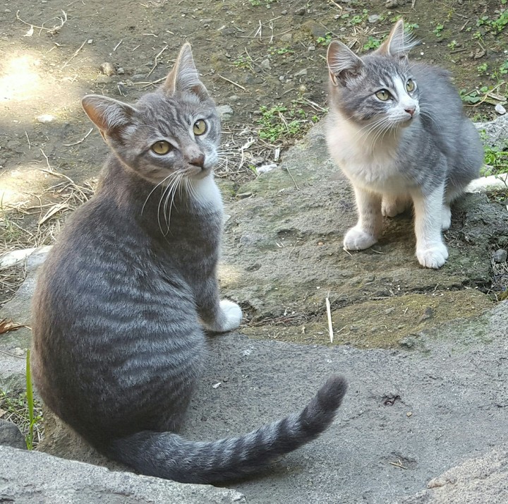 Gatos