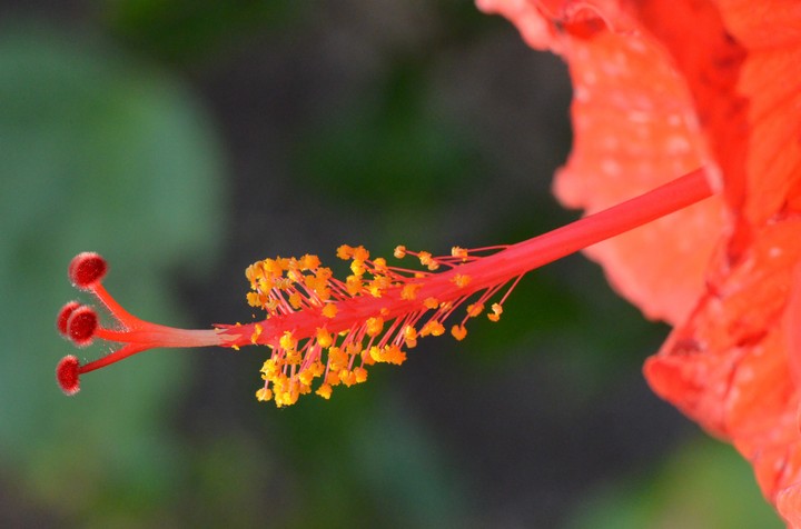 Red Hibiscus