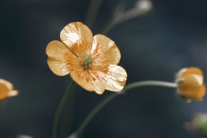 golden flower