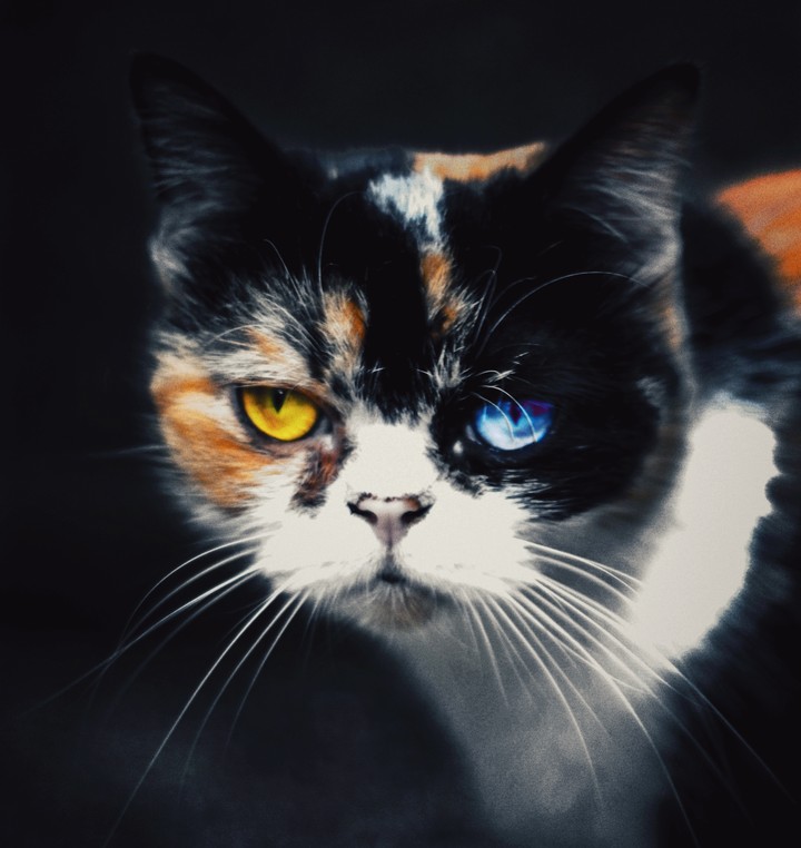 cat dark.