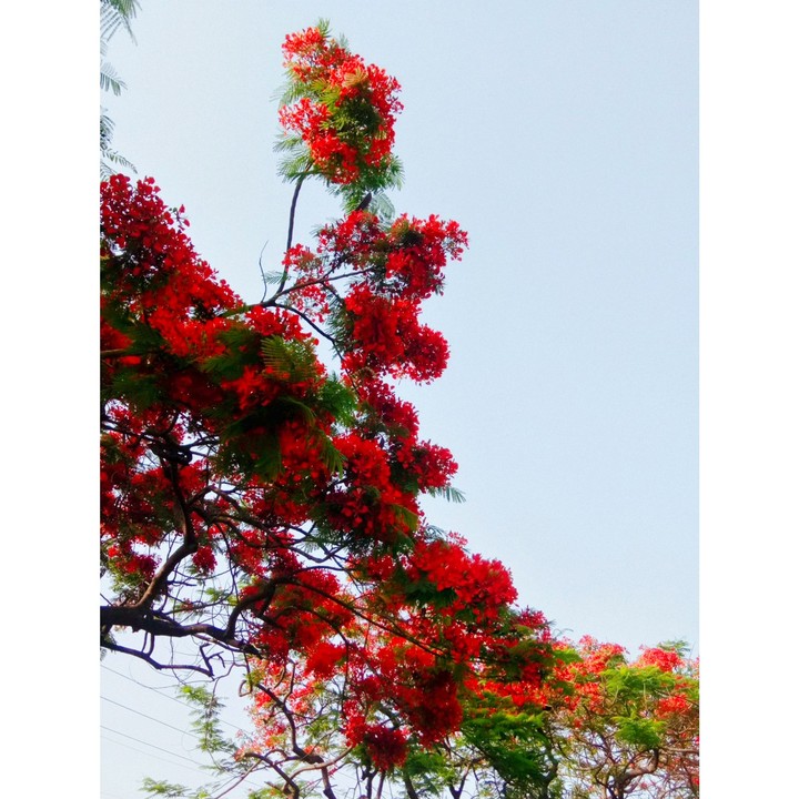 Gulmohar ♥️♥️♥️♥️♥️♥️♥️
