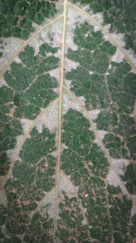 textile, 植物桌布