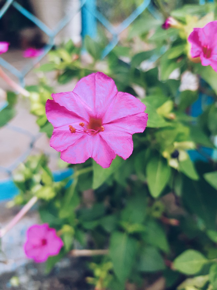 pinky