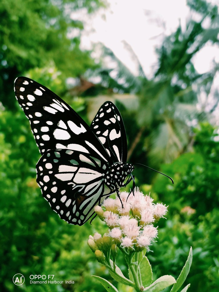 lovely butterfly