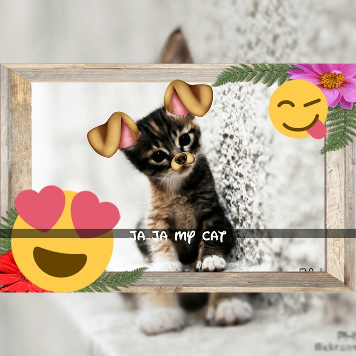 My Cat