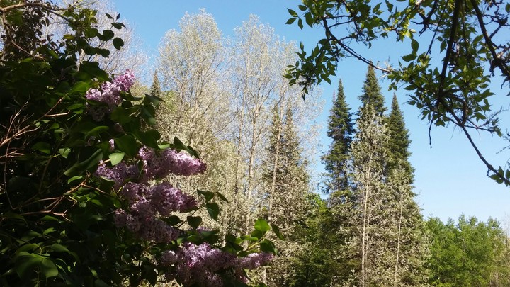 Shady lilac