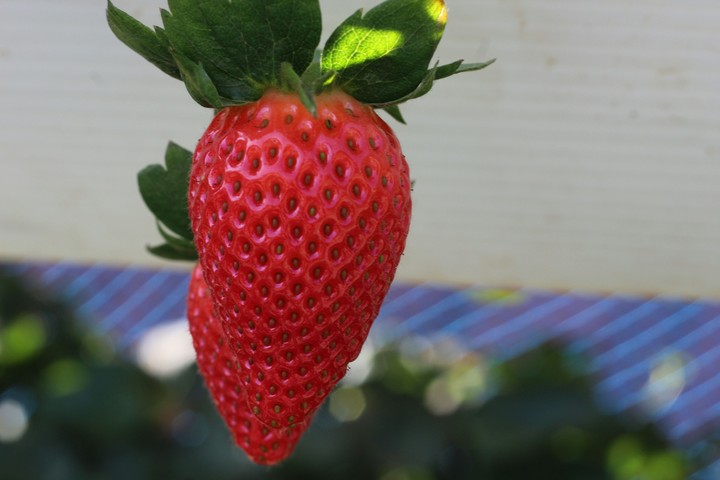 Strawberry
