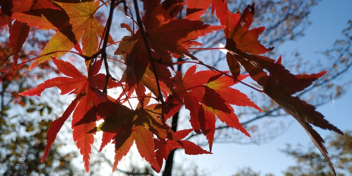 Autumn