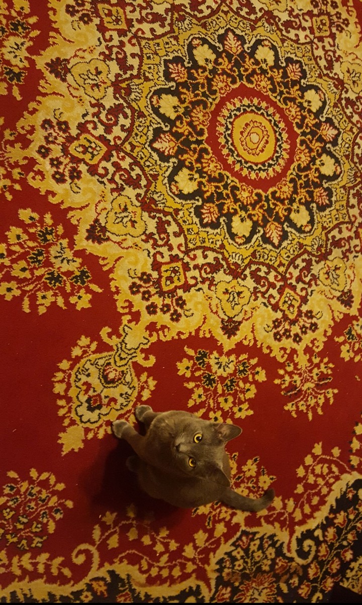 cat on the carpet