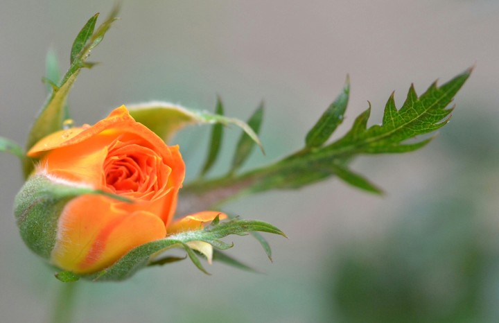 rose