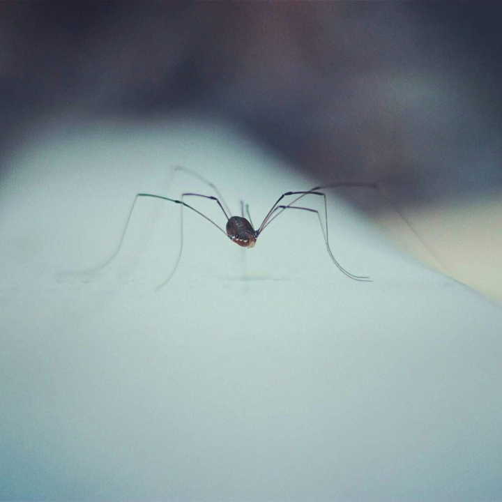 tiny spider