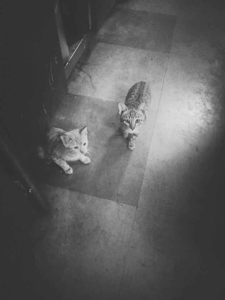 cats 