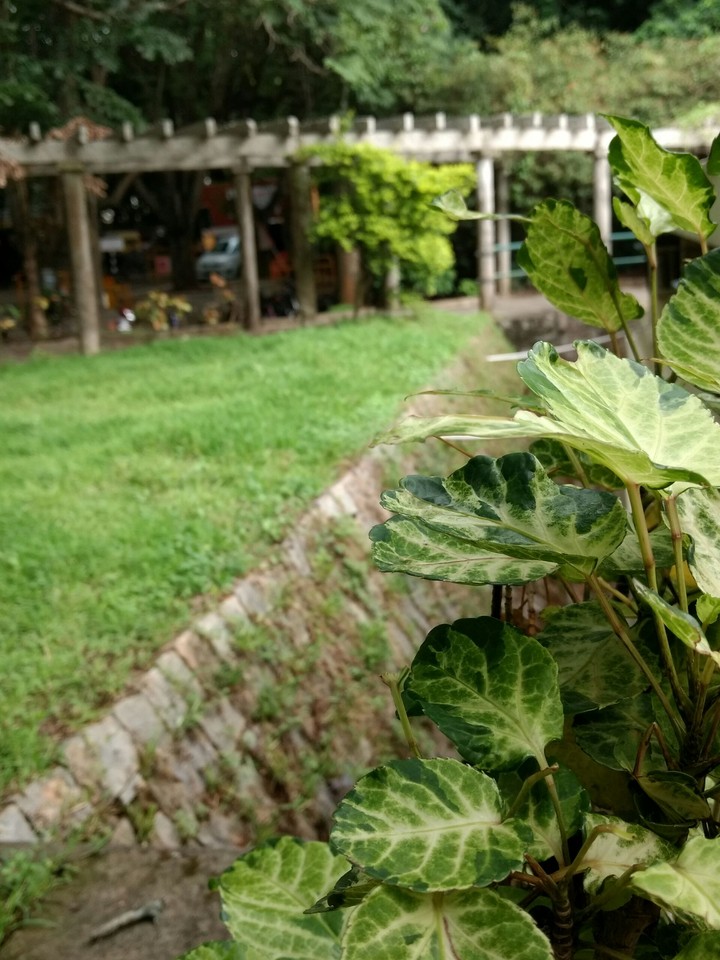nature