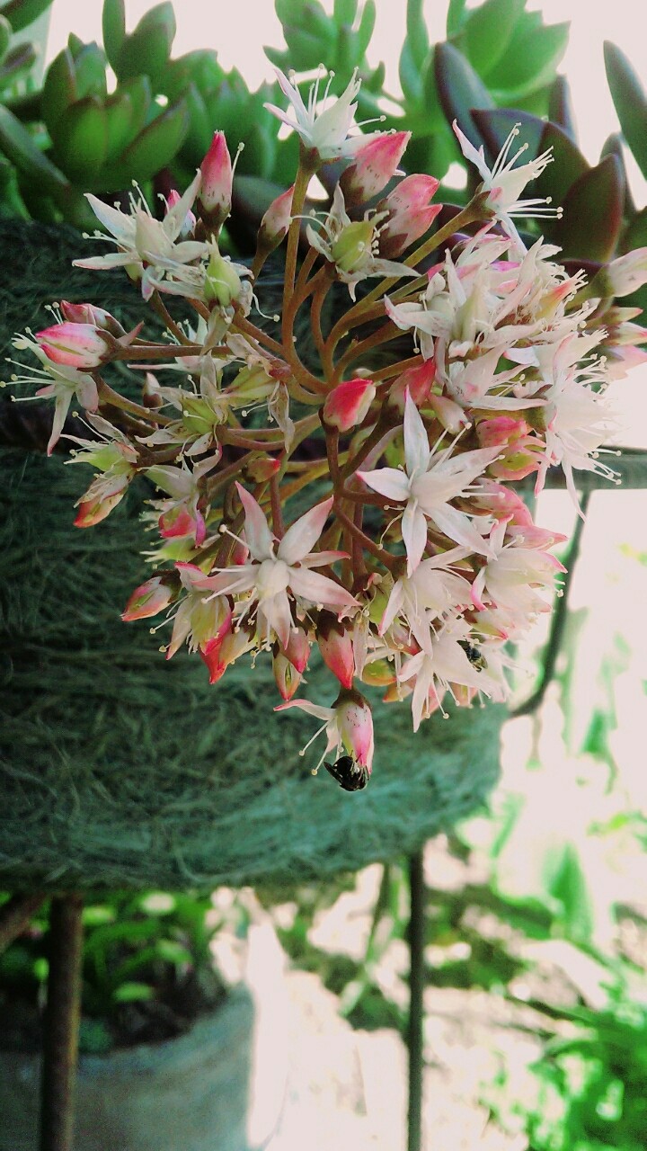 Flores