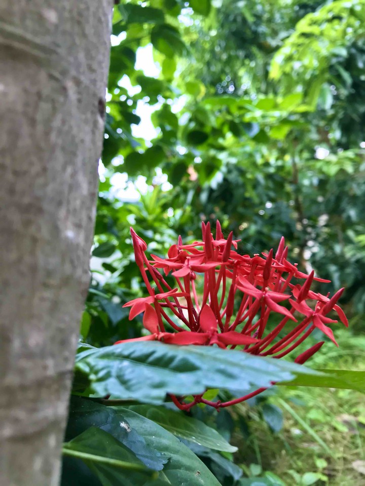 flower peace