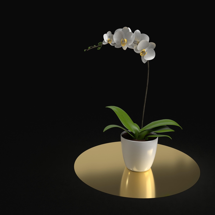 orchid