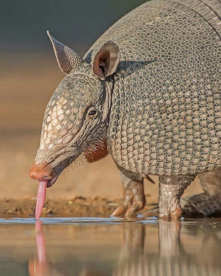 1060