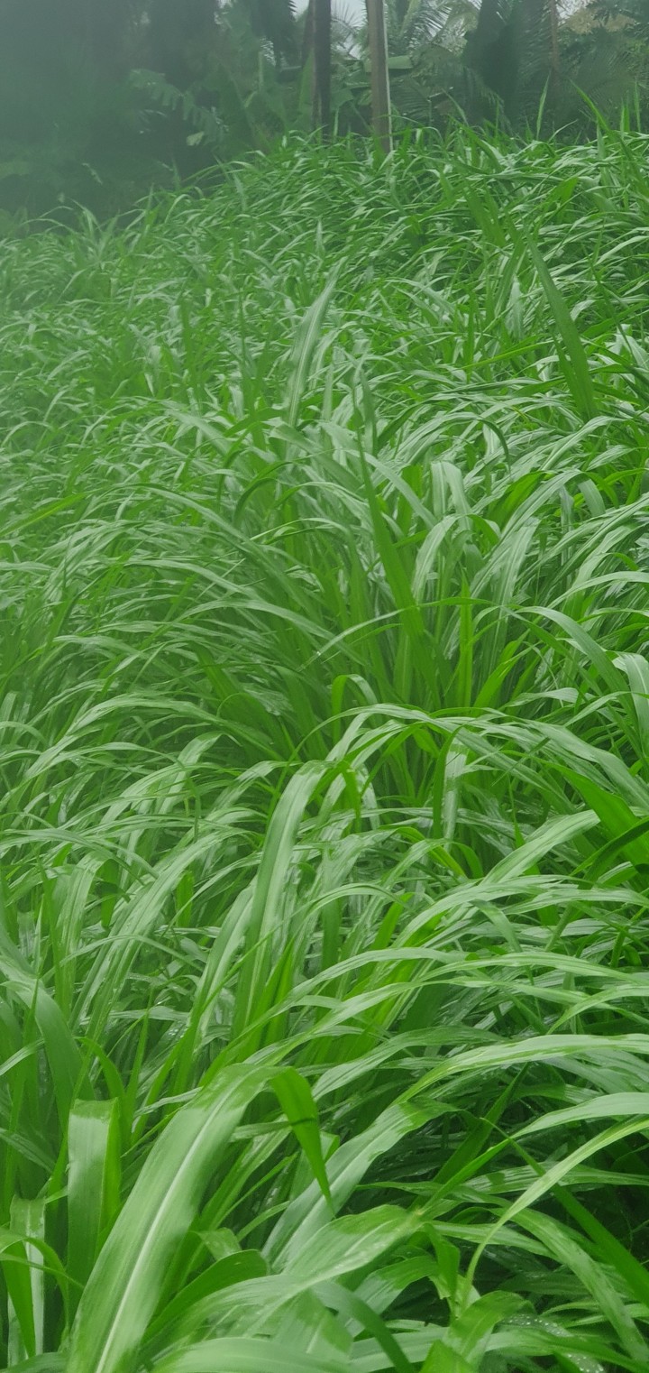 greeny