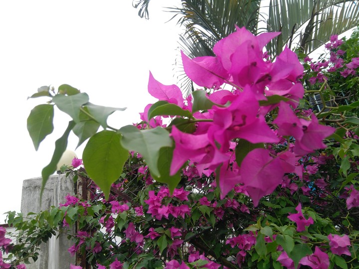 flower2