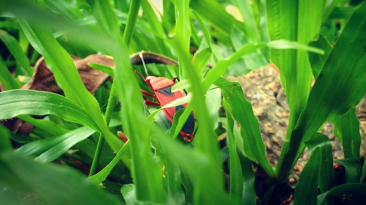 insect