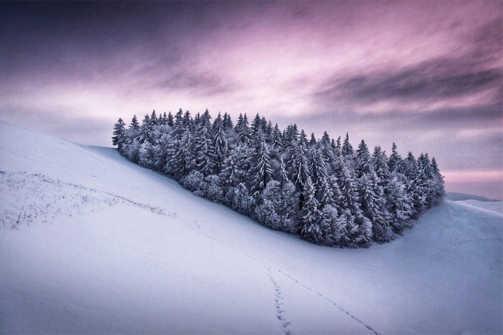 Forest