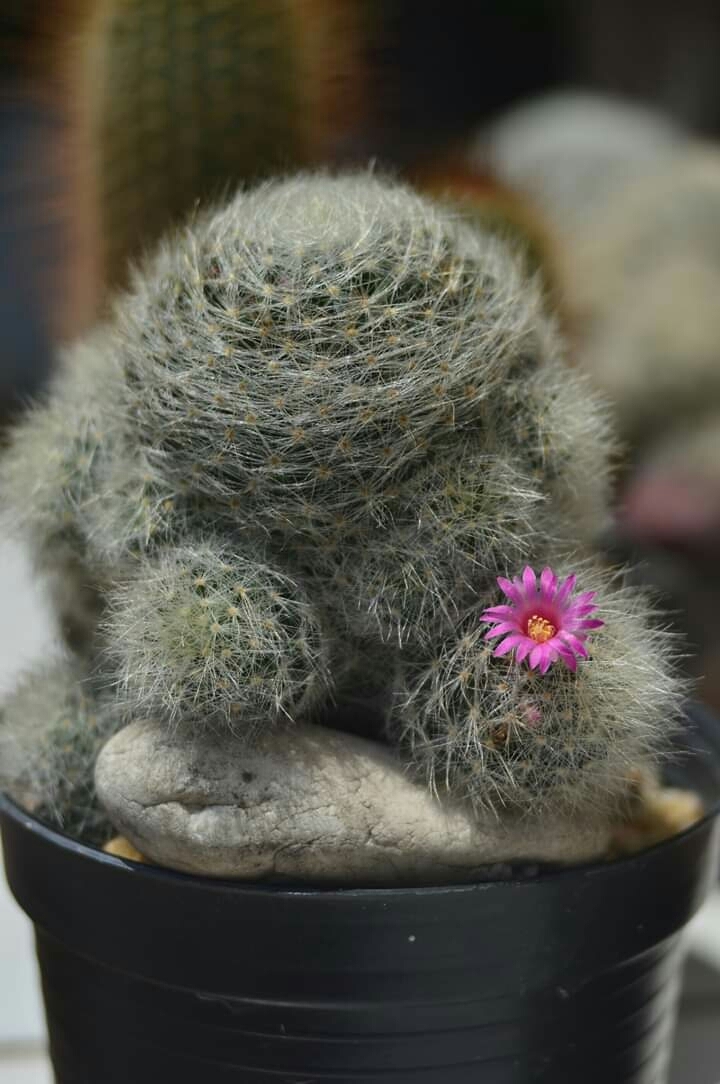 Cactus