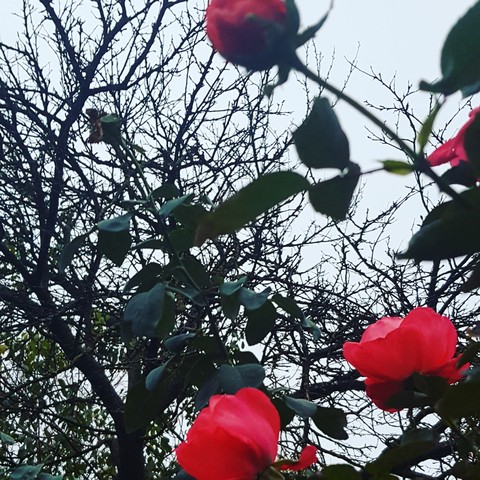 autumn roses