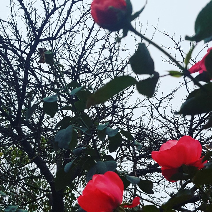 autumn roses