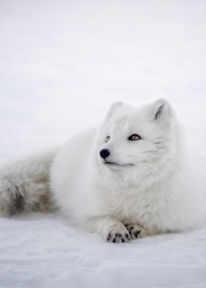 fox