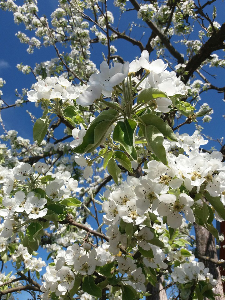 blossom