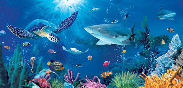 ocean life