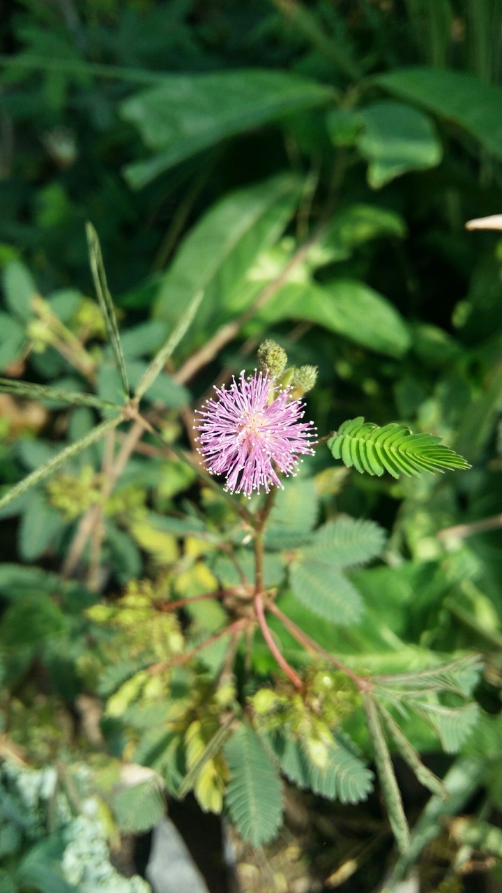Lackadaisical flower (छुईमुई का फूल)