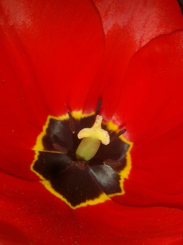 tulip