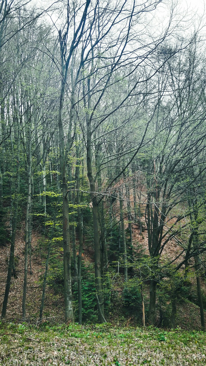 into the woods