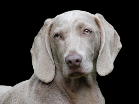 обои vertebrate, weimaraner