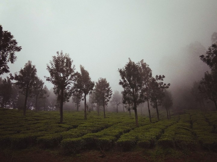 Nature