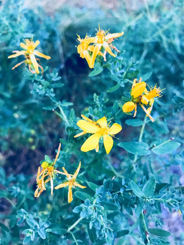flowers