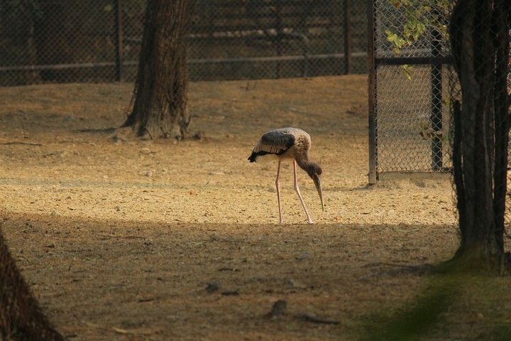 Visit to d zoo...