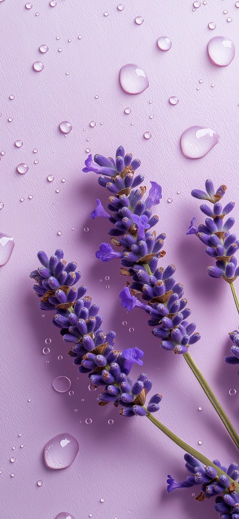 flower, catnips wallpapers