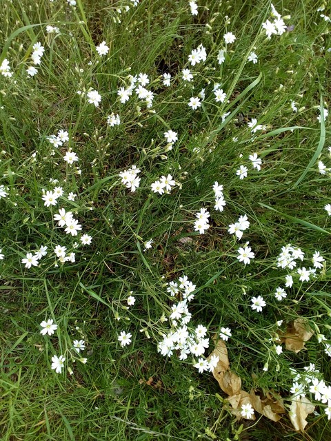 sfondi caraway, stitchwort