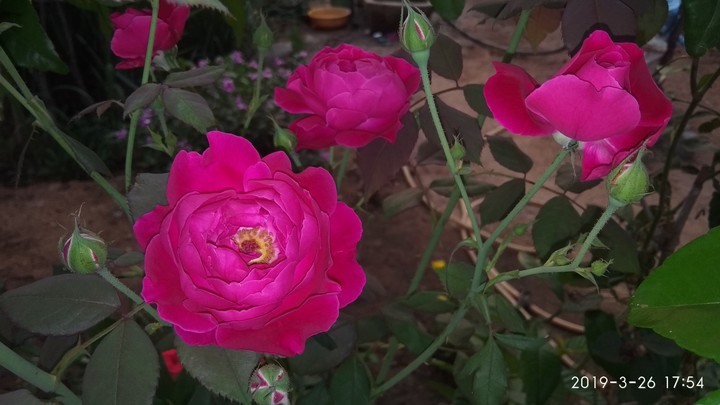 flower