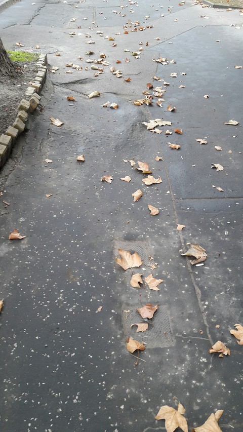 Leaves