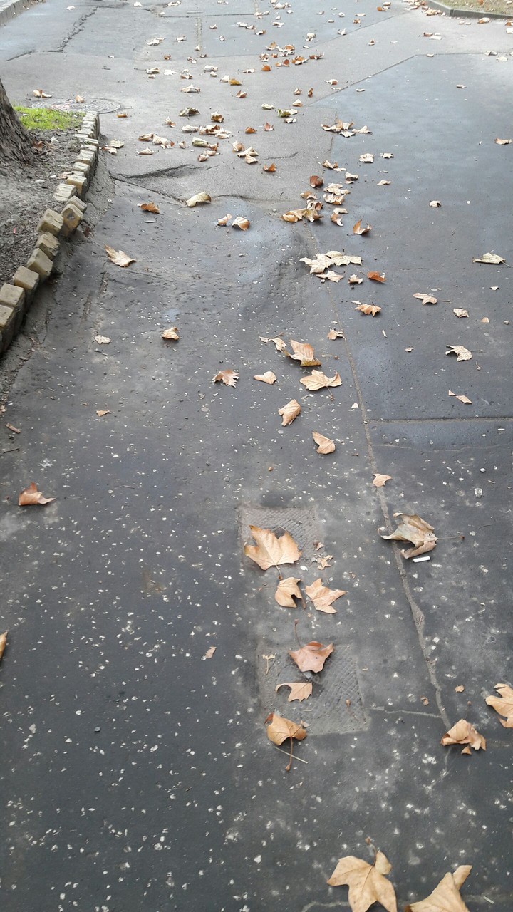 Leaves